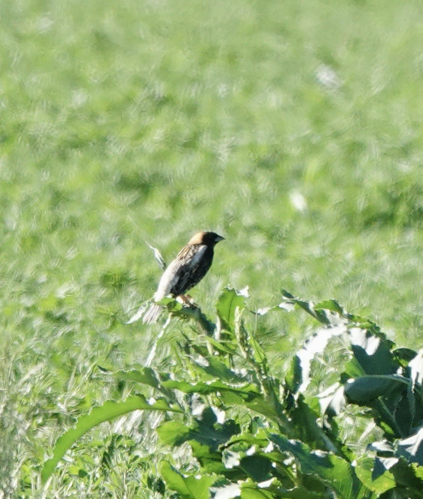 Bobolink - Patricia Cullen