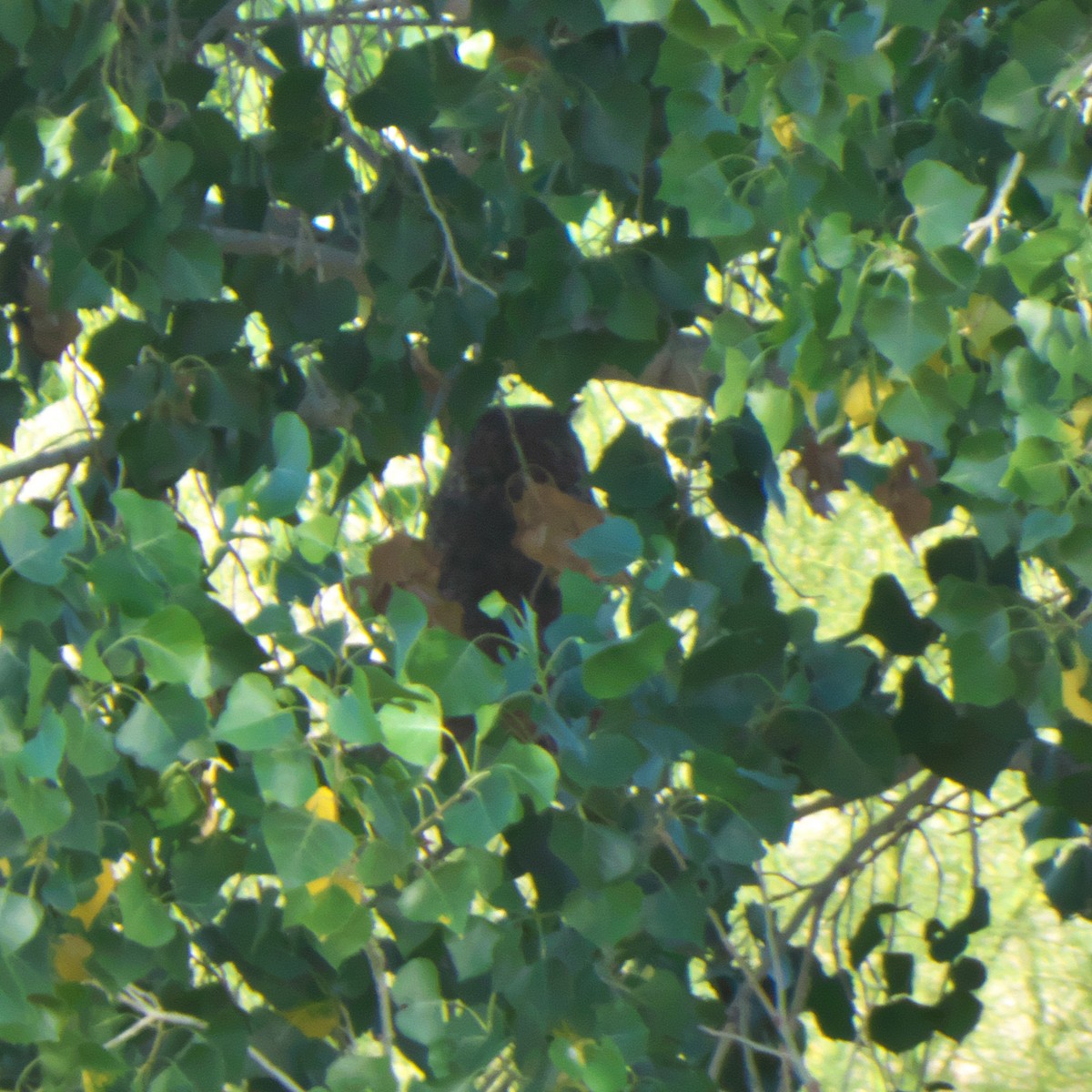 Great Horned Owl - ML619534787