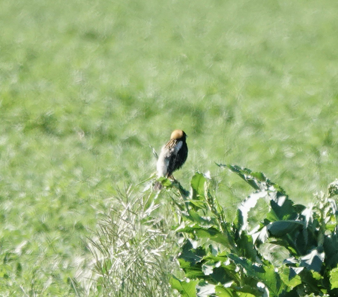 Bobolink - Patricia Cullen