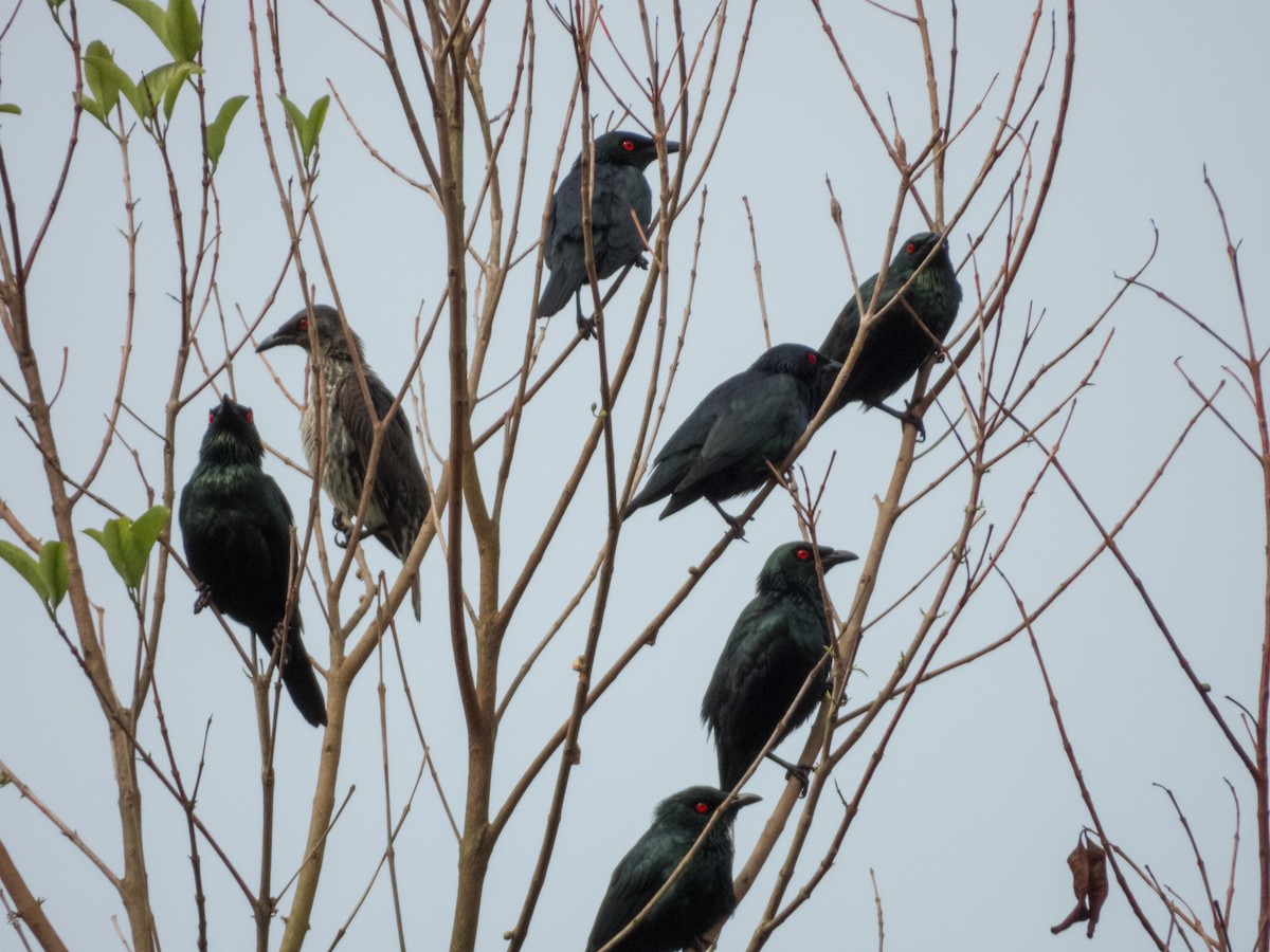 Asian Glossy Starling - Jorge Juan Rueda