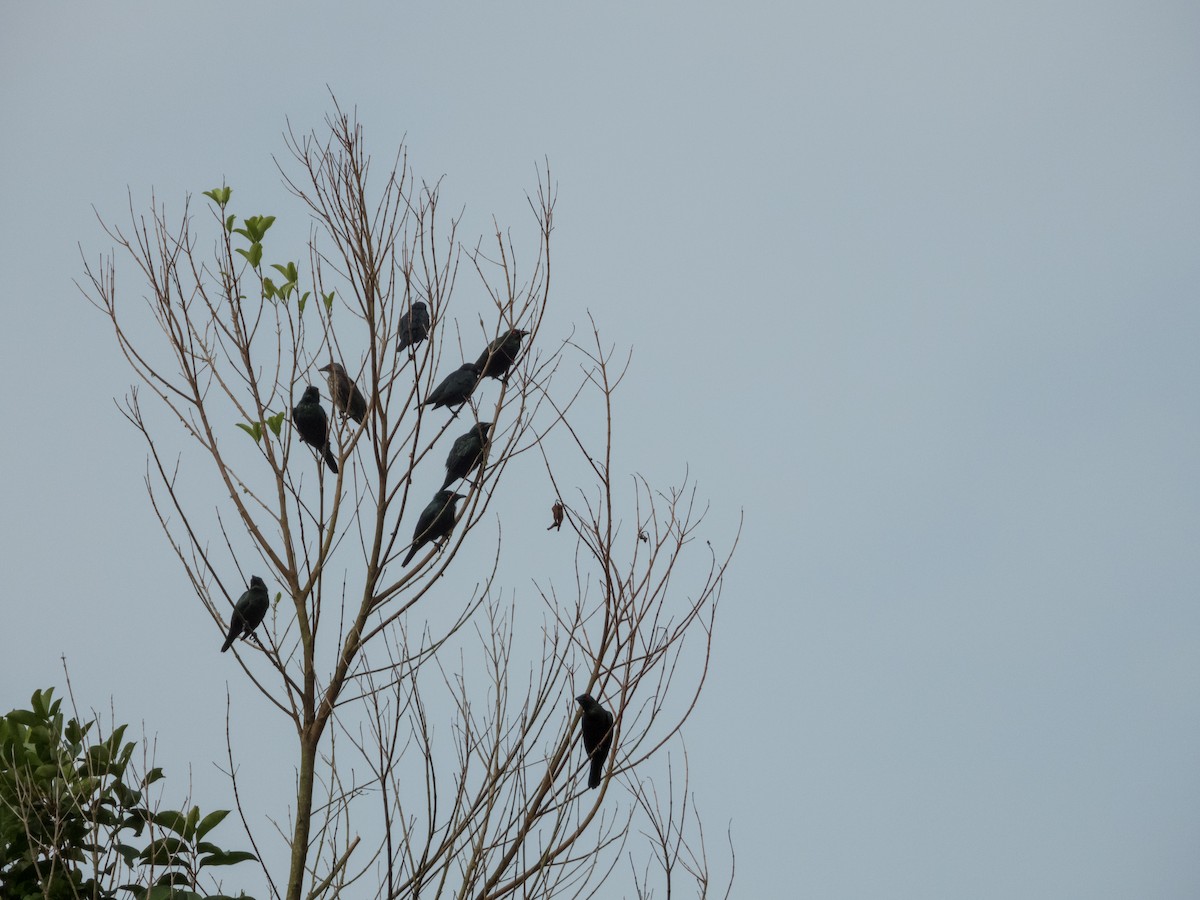 Asian Glossy Starling - ML619534792