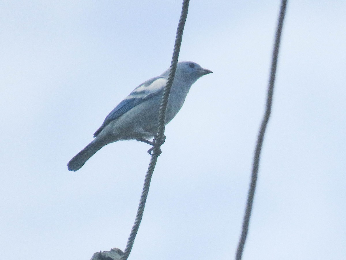 Blue-gray Tanager - Ed Vigezzi