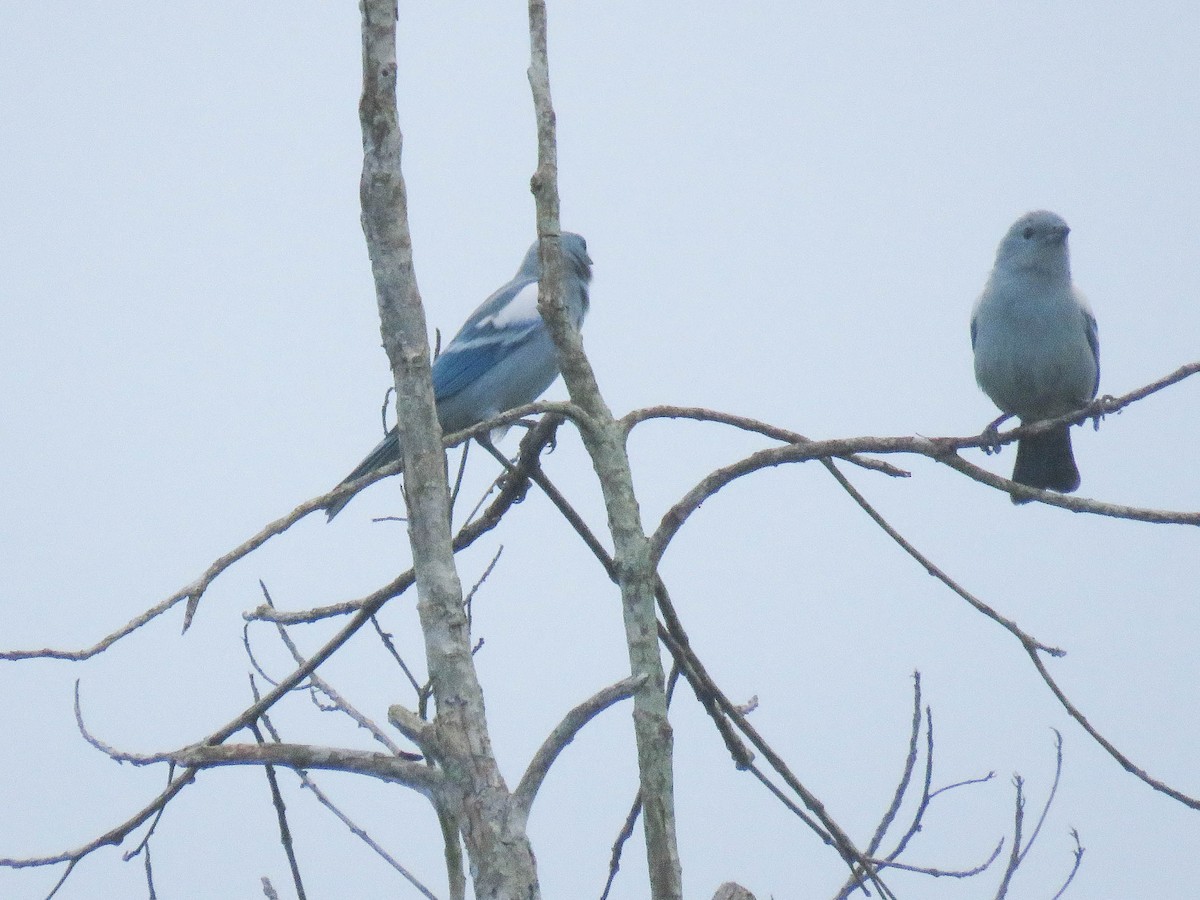 Blue-gray Tanager - Ed Vigezzi