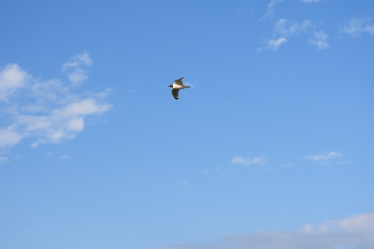 Franklin's Gull - ML619534800