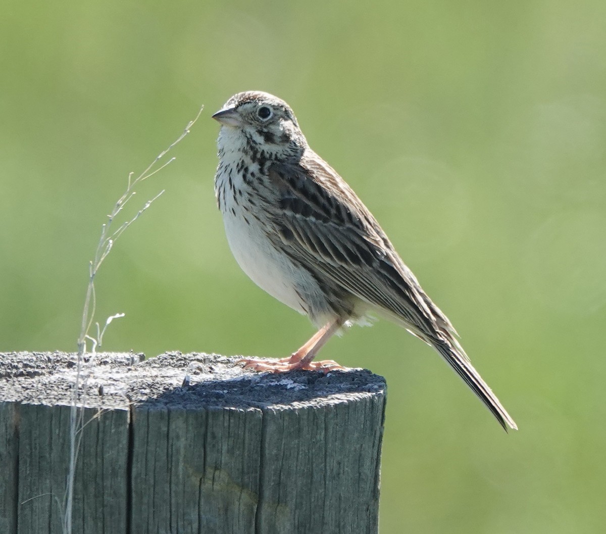 Vesper Sparrow - Patricia Cullen