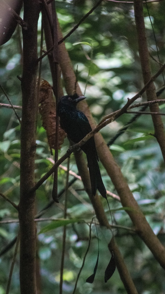 Greater Racket-tailed Drongo - Jorge Juan Rueda