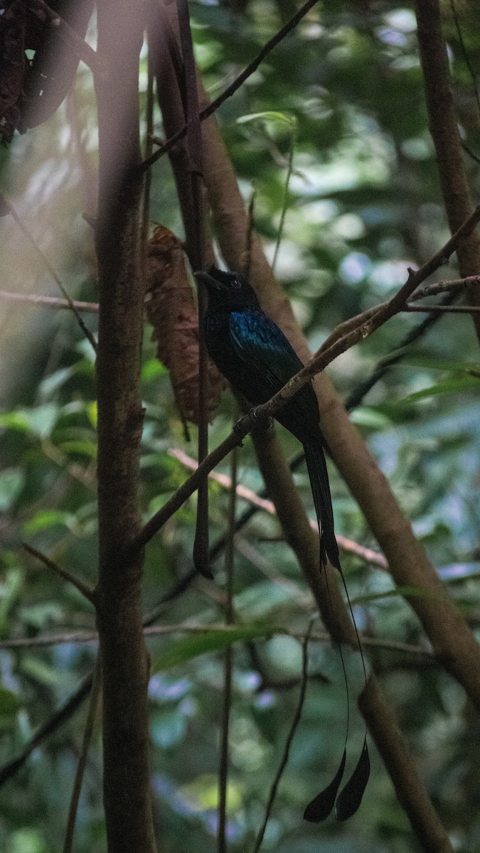 Greater Racket-tailed Drongo - Jorge Juan Rueda