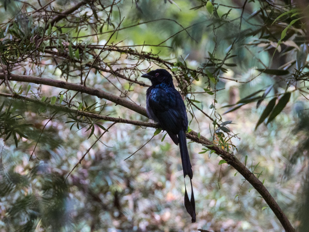 Greater Racket-tailed Drongo - Jorge Juan Rueda