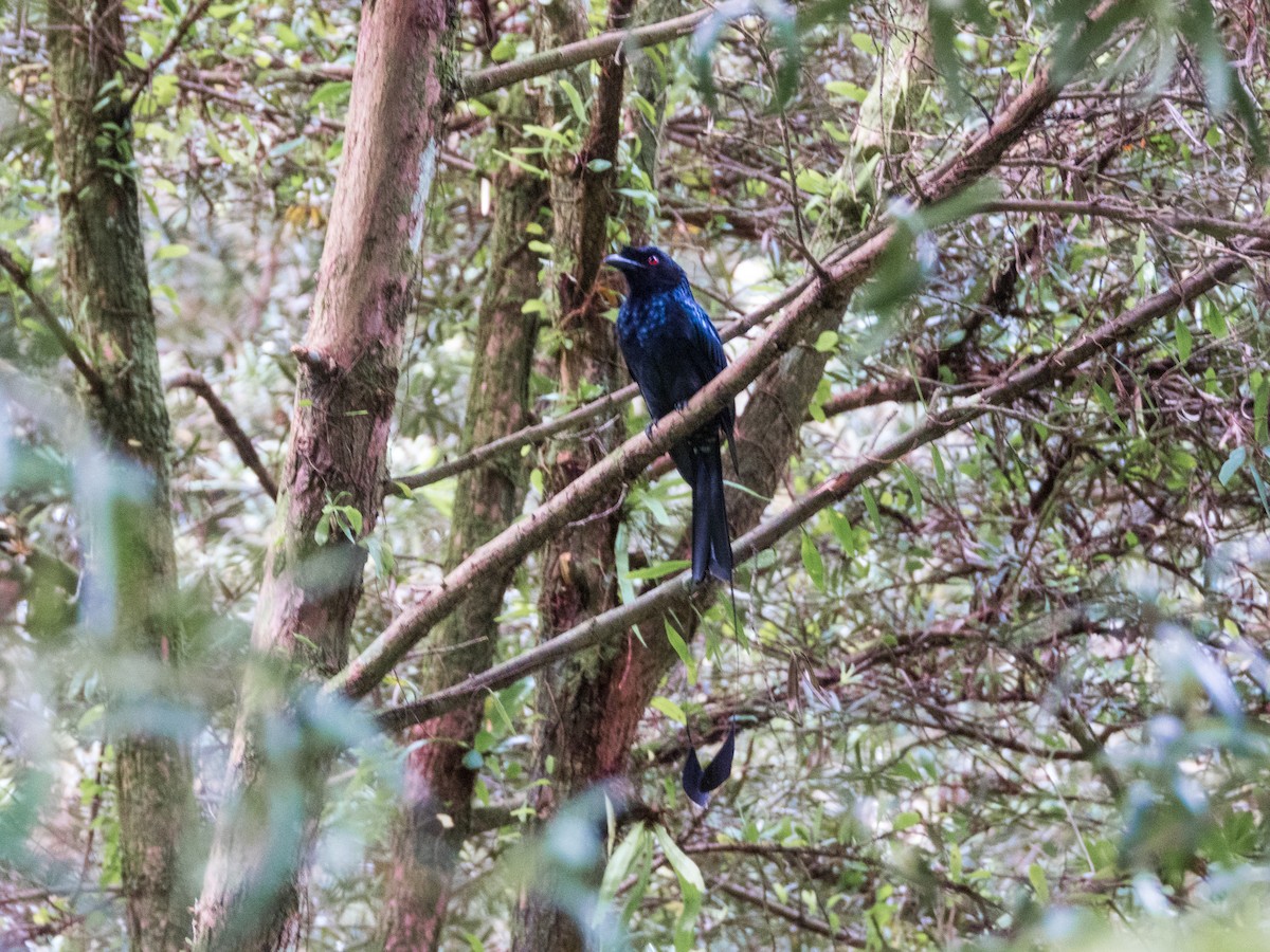 Greater Racket-tailed Drongo - Jorge Juan Rueda