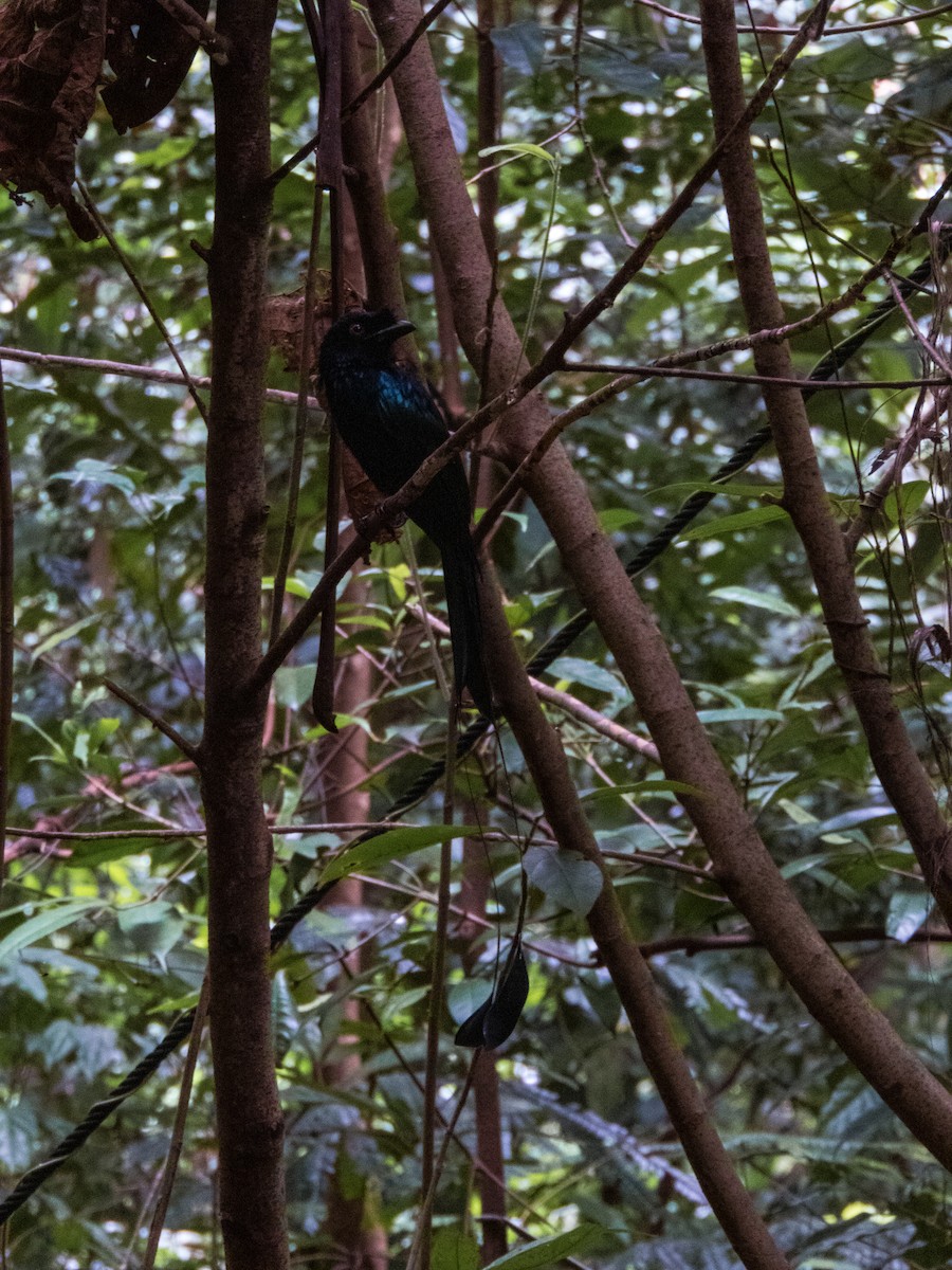 Greater Racket-tailed Drongo - Jorge Juan Rueda