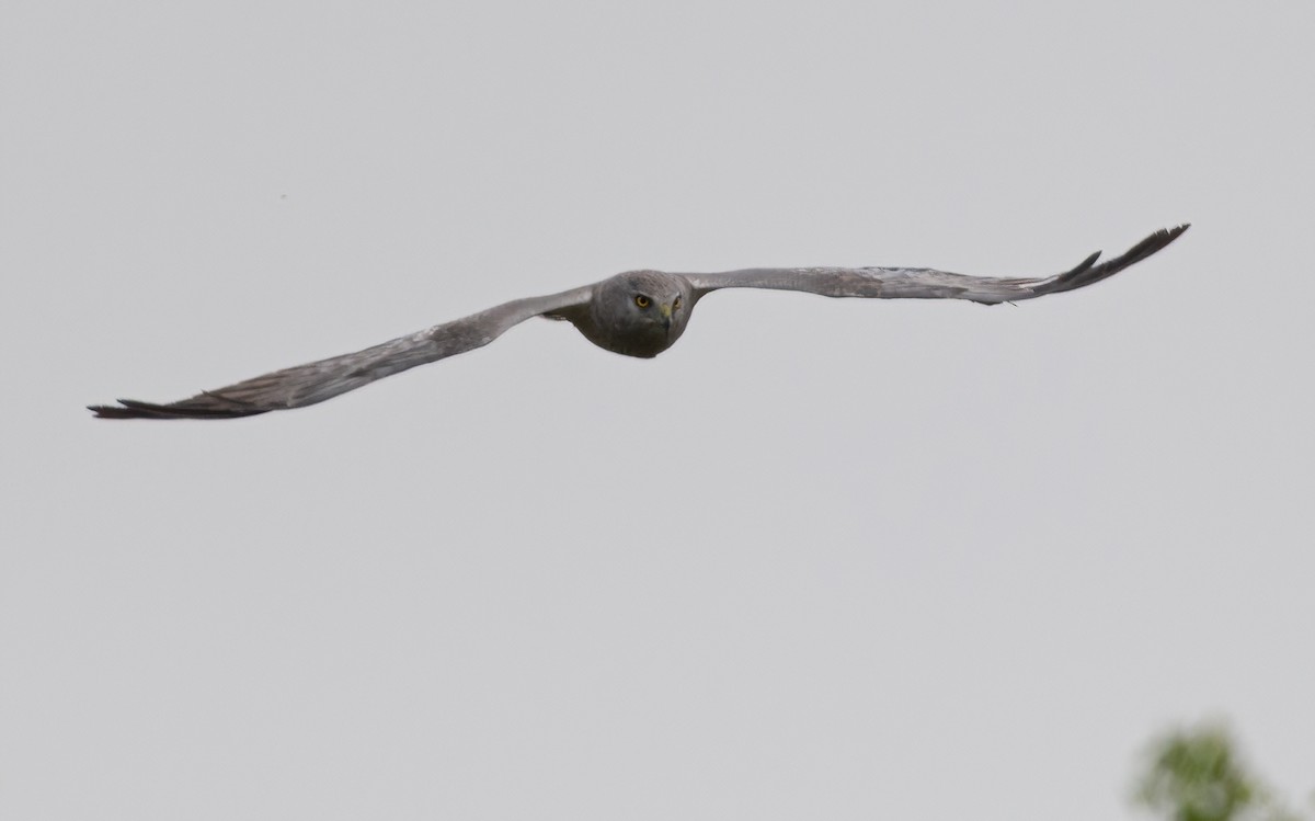 Northern Harrier - Christine Pelletier et (Claude St-Pierre , photos)