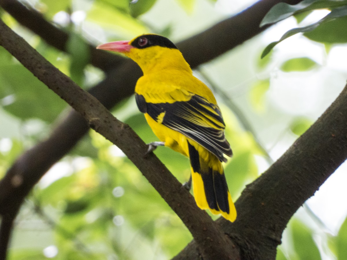 Black-naped Oriole - Jorge Juan Rueda