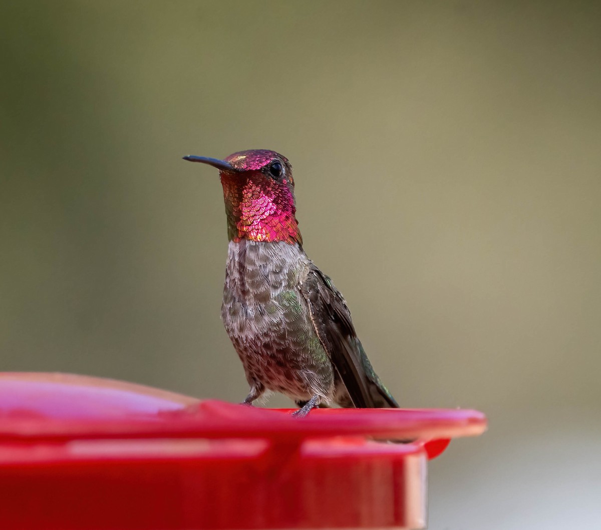 Anna's Hummingbird - Eric Bodker