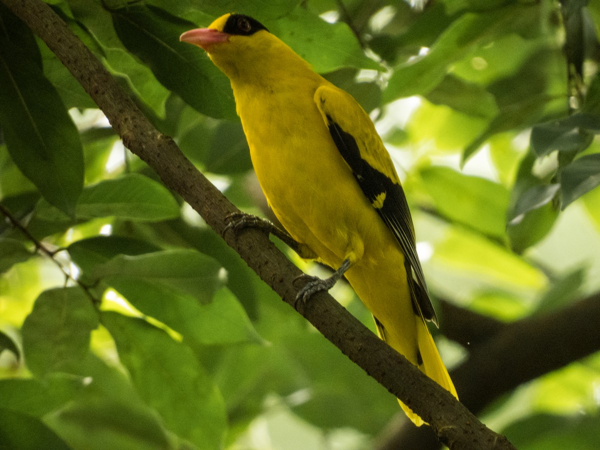 Black-naped Oriole - Jorge Juan Rueda