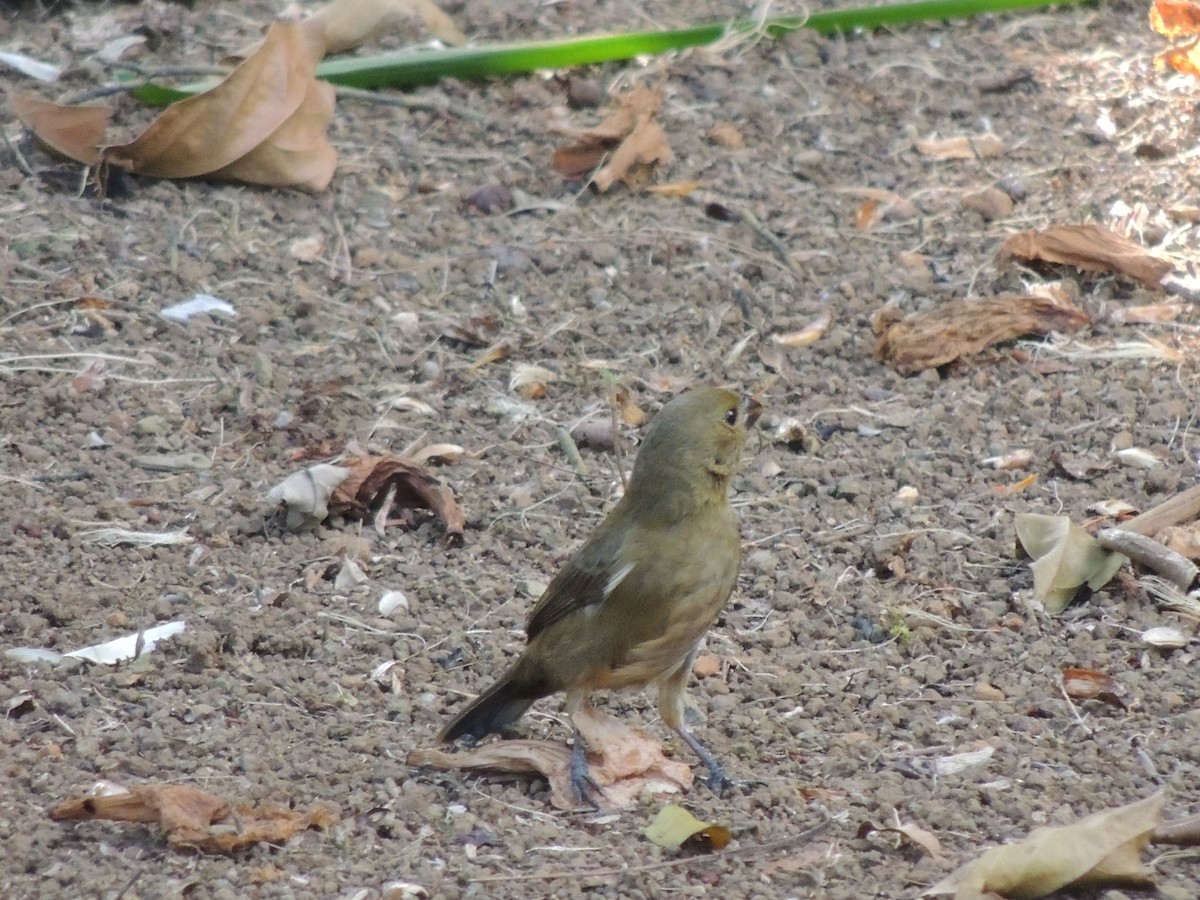 Variable Seedeater - Roger Lambert