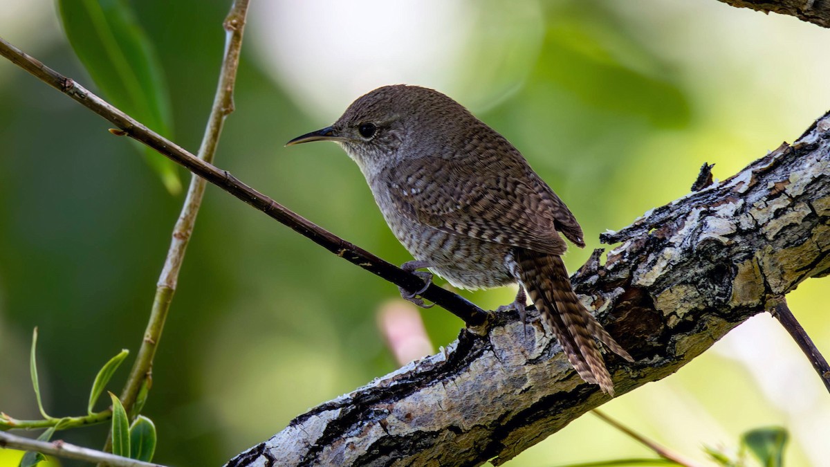 House Wren - Jim Gain