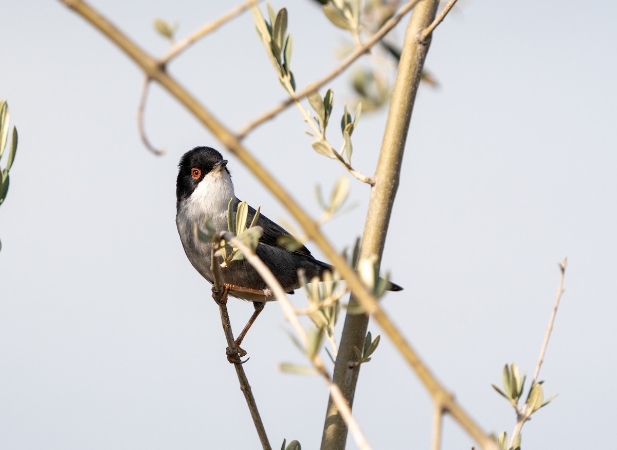 Sardinian Warbler - Ali COBANOGLU