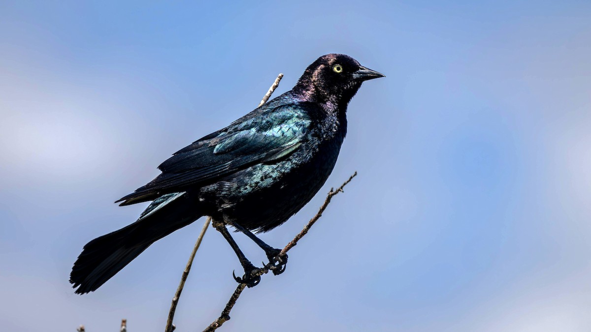 Brewer's Blackbird - Jim Gain