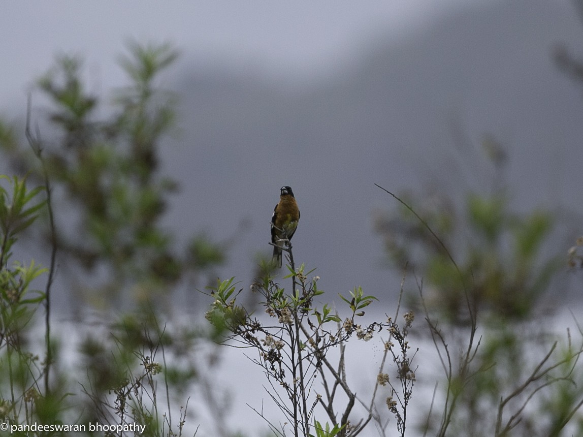 Black-headed Grosbeak - Pandeeswaran  Bhoopathy