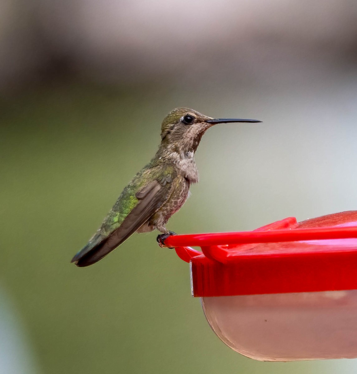 Anna's Hummingbird - Eric Bodker