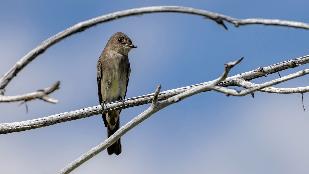 Western Wood-Pewee - Jim Gain