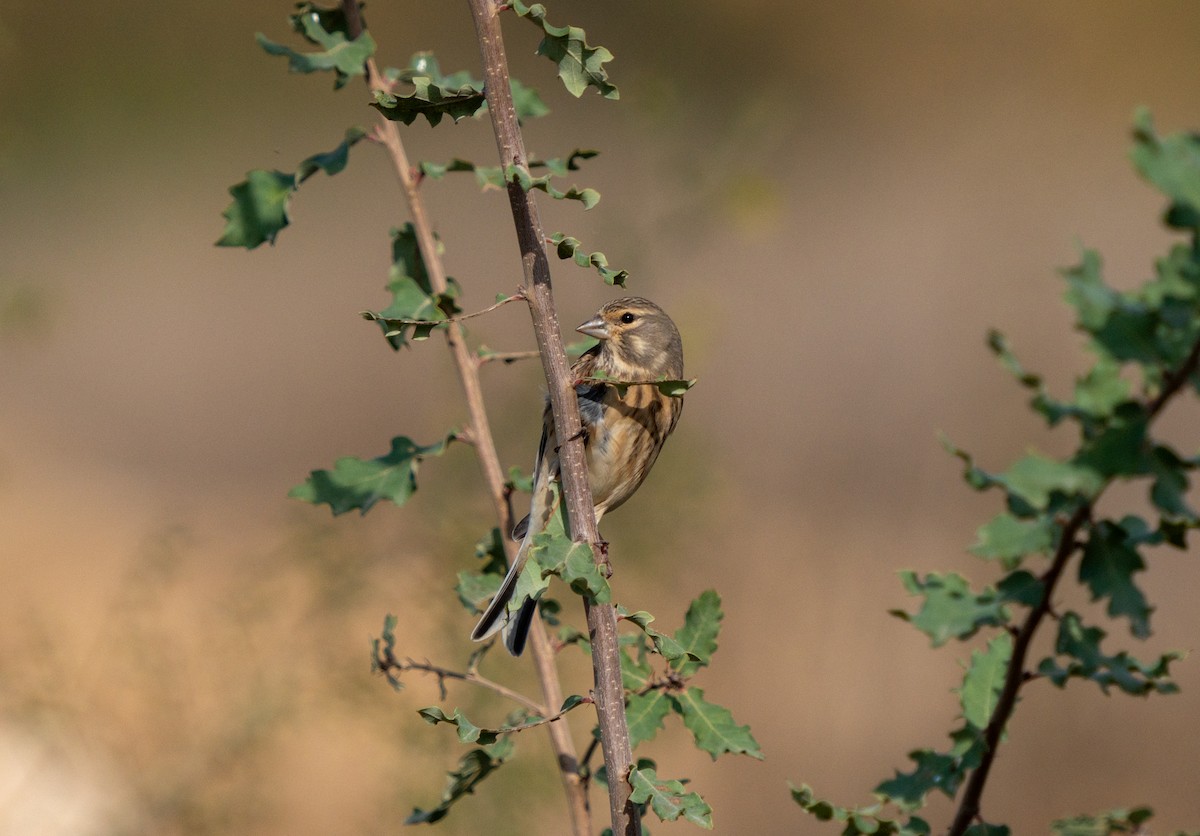 Eurasian Linnet - Ali COBANOGLU