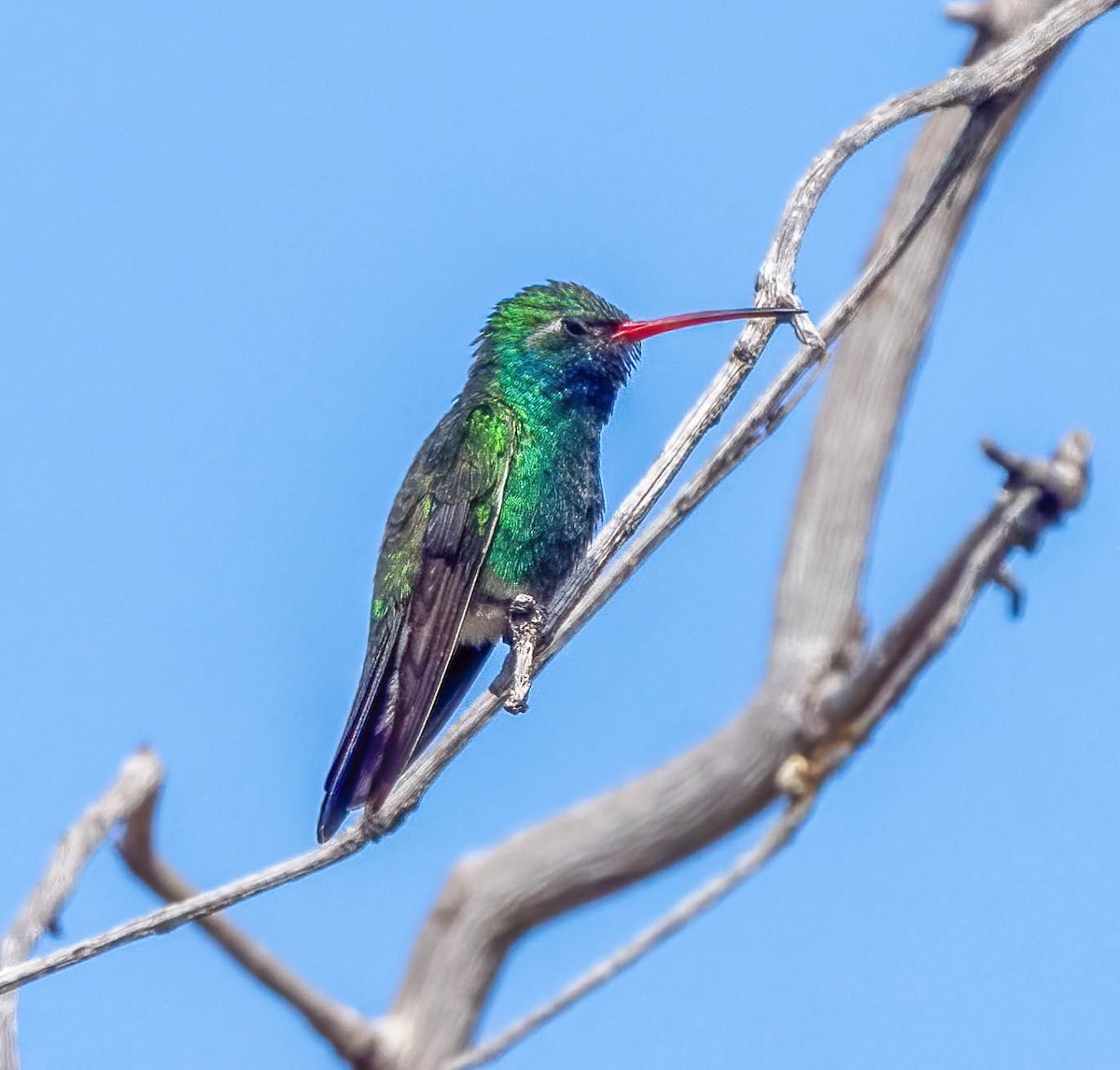 Broad-billed Hummingbird - Eric Bodker