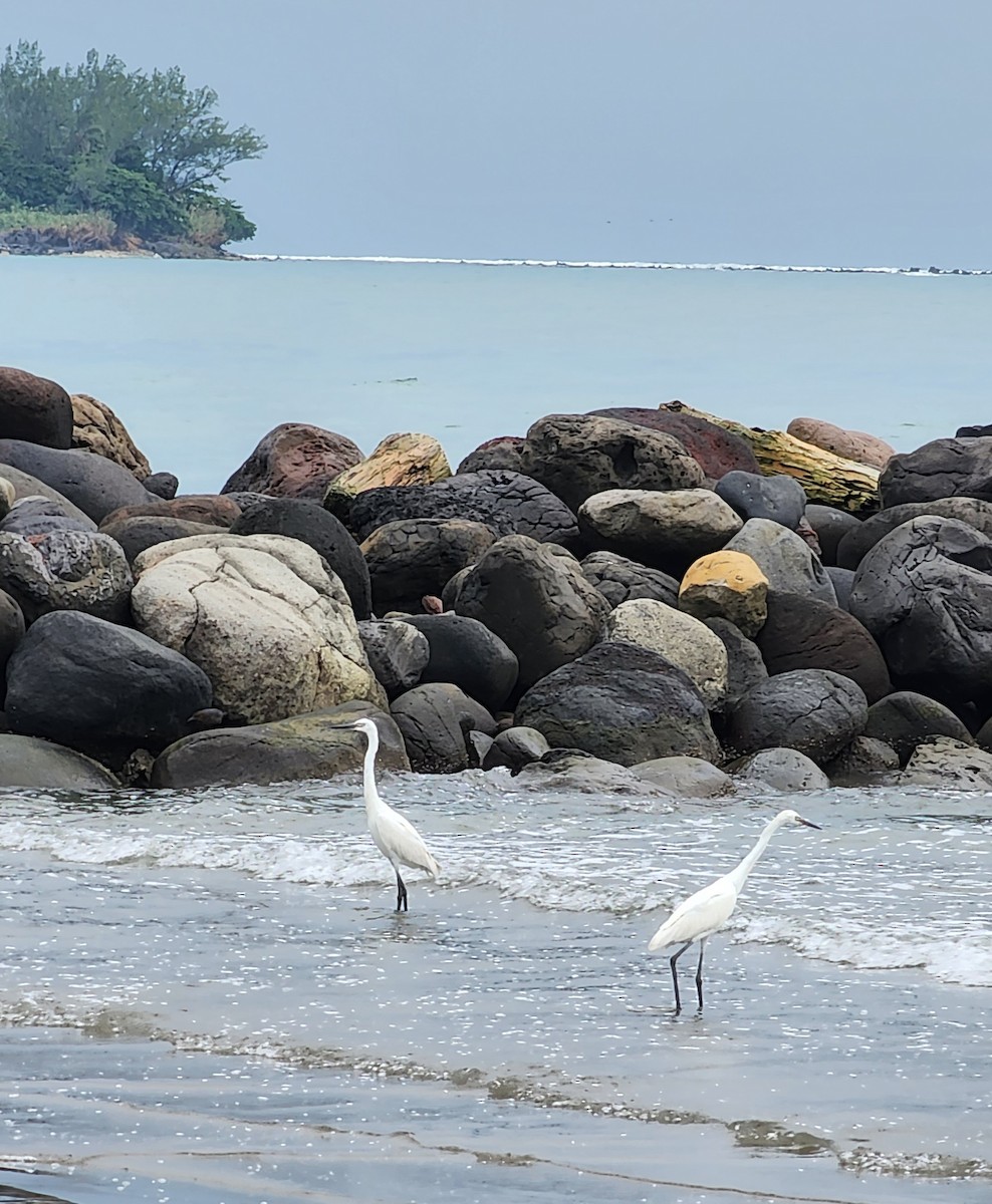 Reddish Egret - Nancy Cox