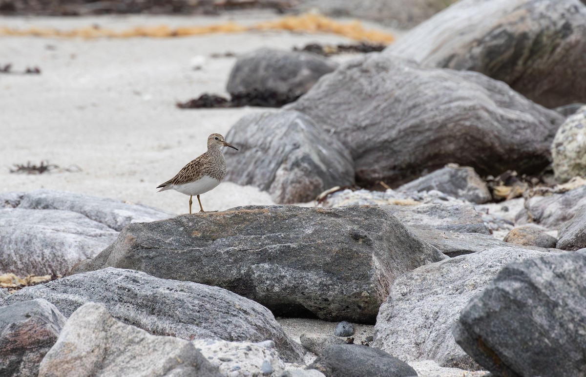 Pectoral Sandpiper - Jonathan Farooqi