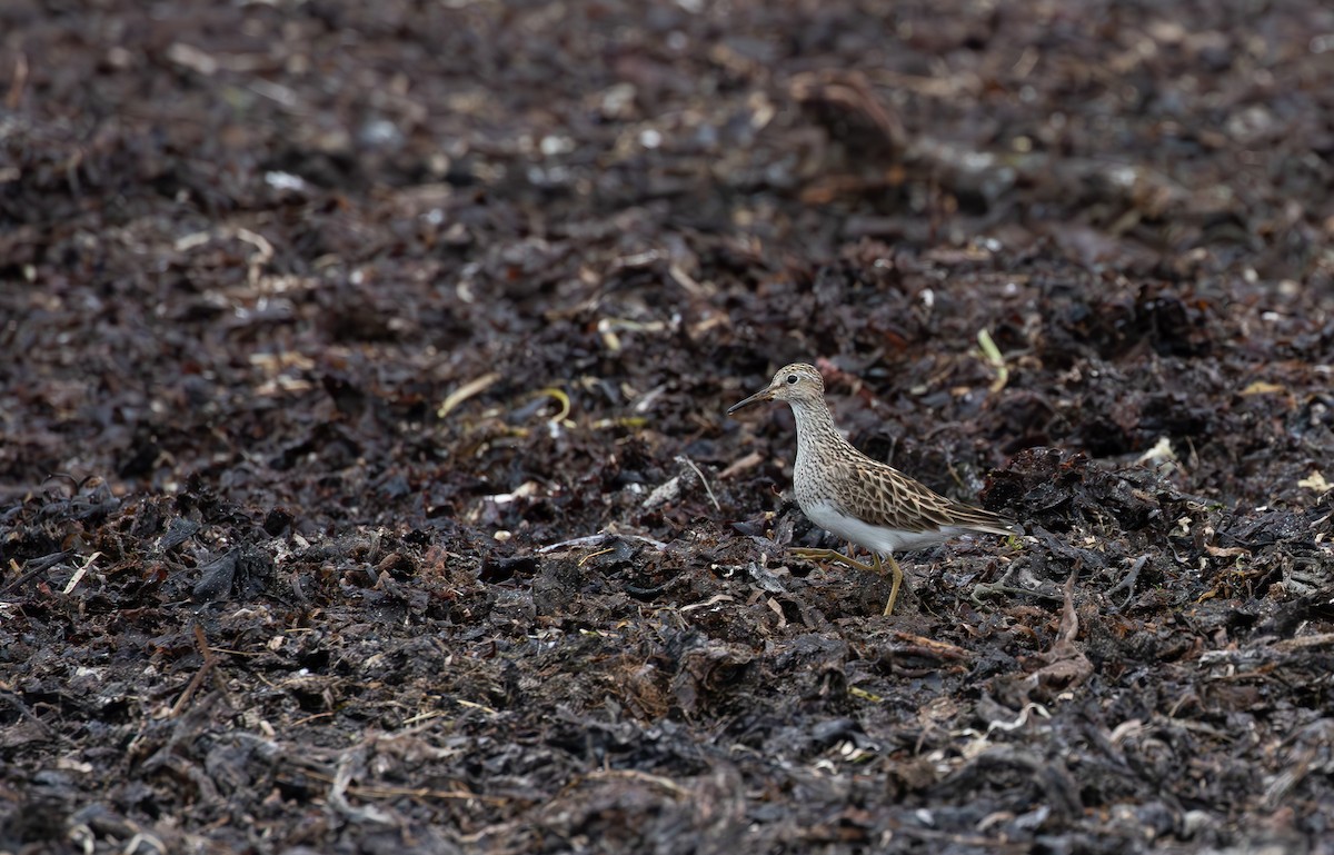 Pectoral Sandpiper - Jonathan Farooqi