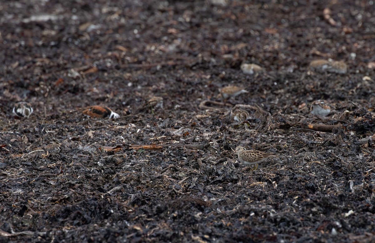 Pectoral Sandpiper - Jonathan Farooqi