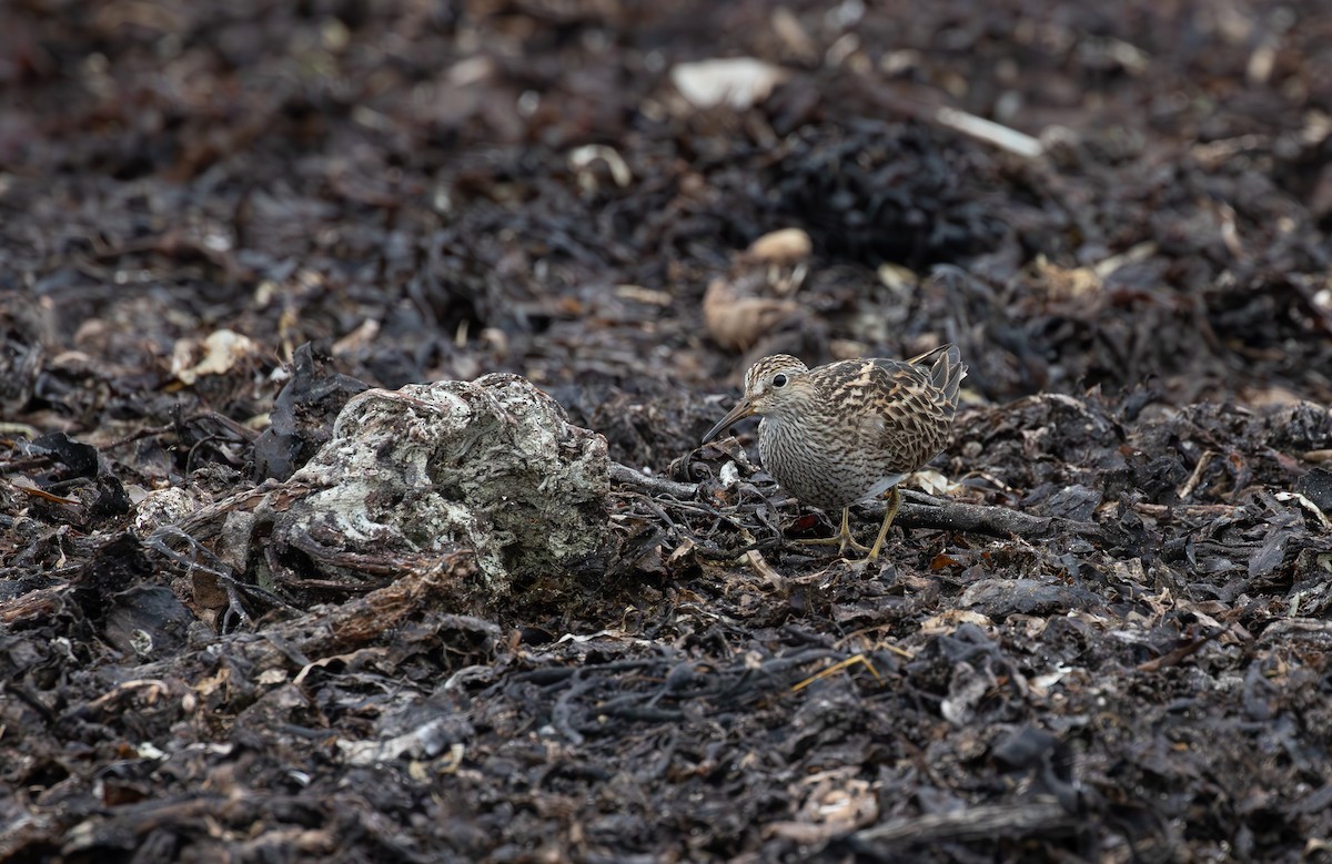 Pectoral Sandpiper - Jonathan Farooqi