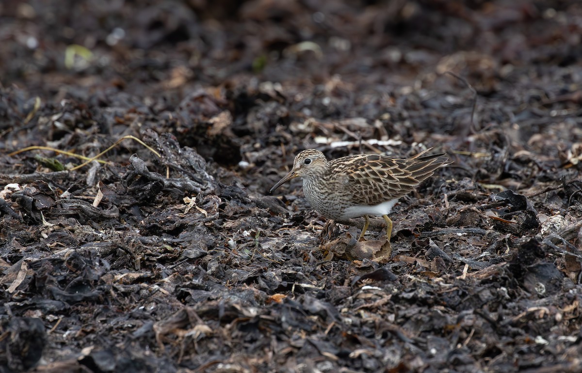 Pectoral Sandpiper - Jonathan Farooqi