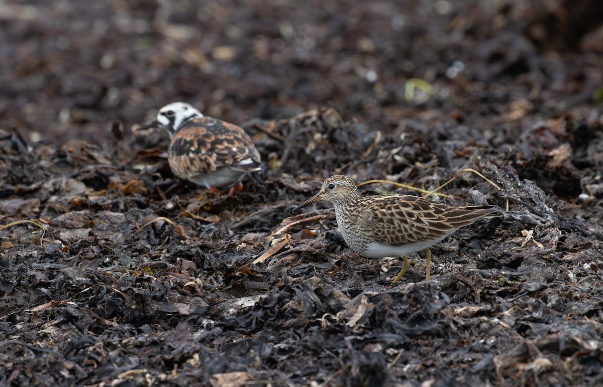 Pectoral Sandpiper - Jonathan Farooqi