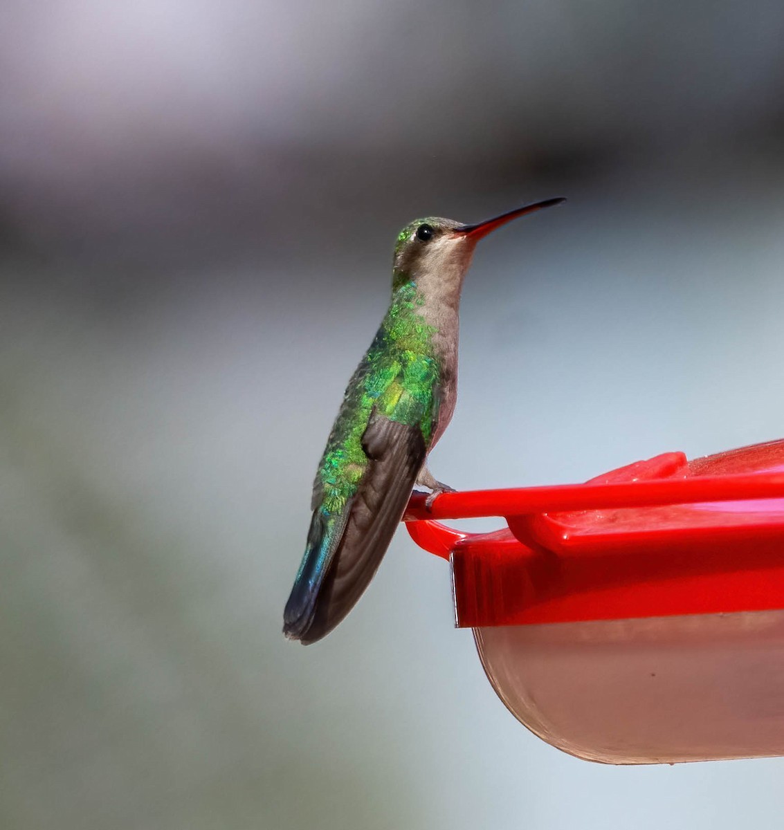 Broad-billed Hummingbird - Eric Bodker