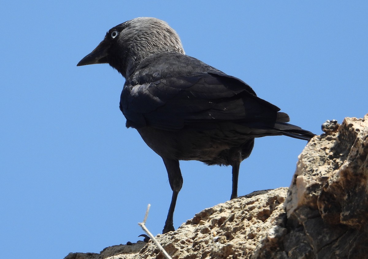 Eurasian Jackdaw - Eric R