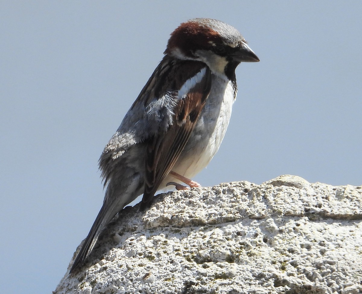 House Sparrow - Eric R