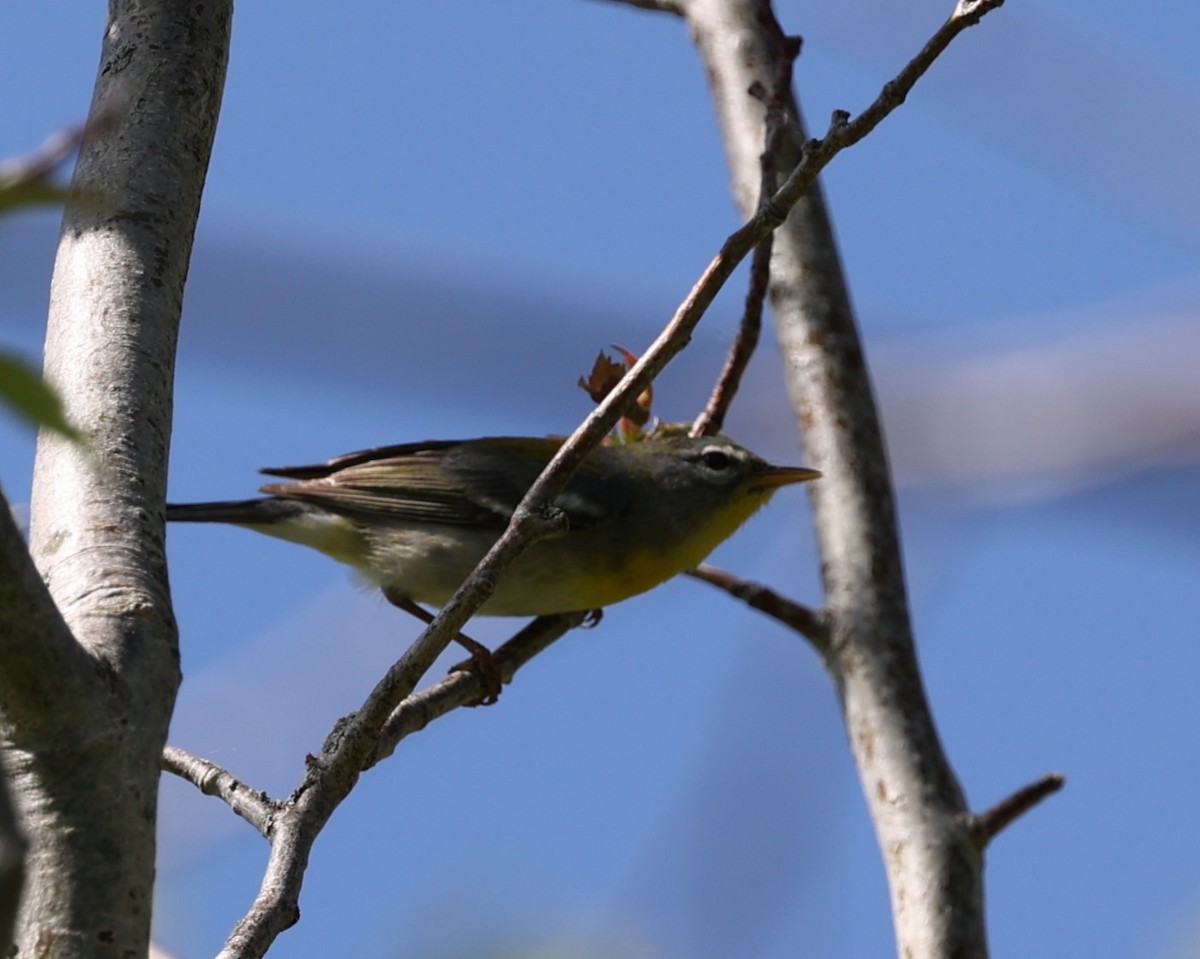 Northern Parula - Rita  Flores Wiskowski