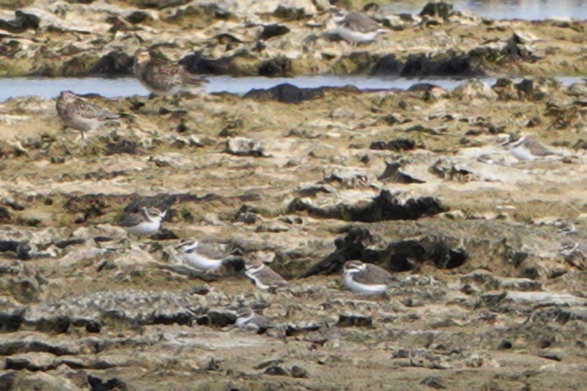 Kentish Plover - ML619534887