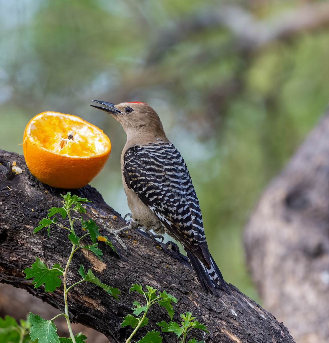 Gila Woodpecker - Eric Bodker