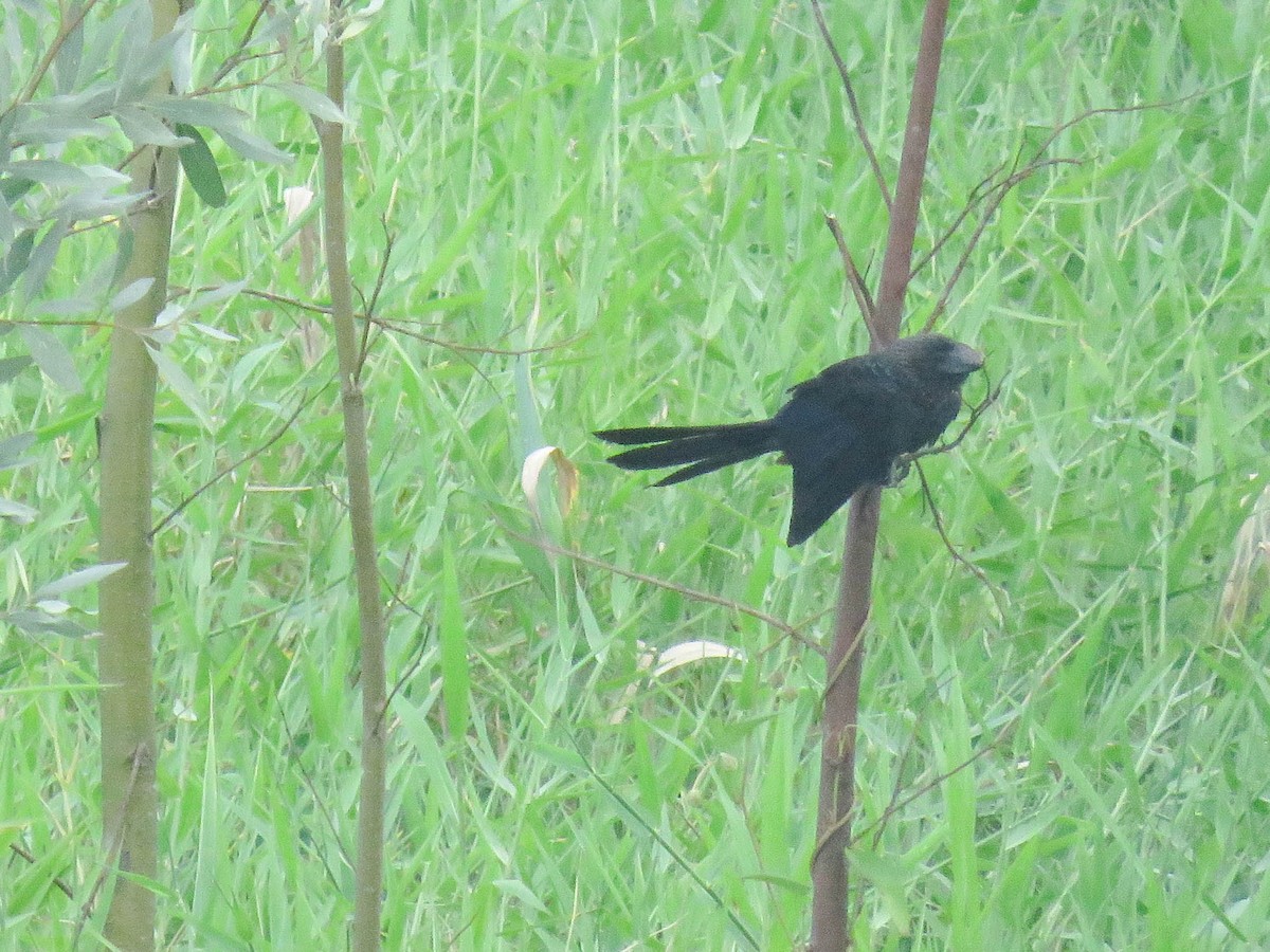 Smooth-billed Ani - Ed Vigezzi