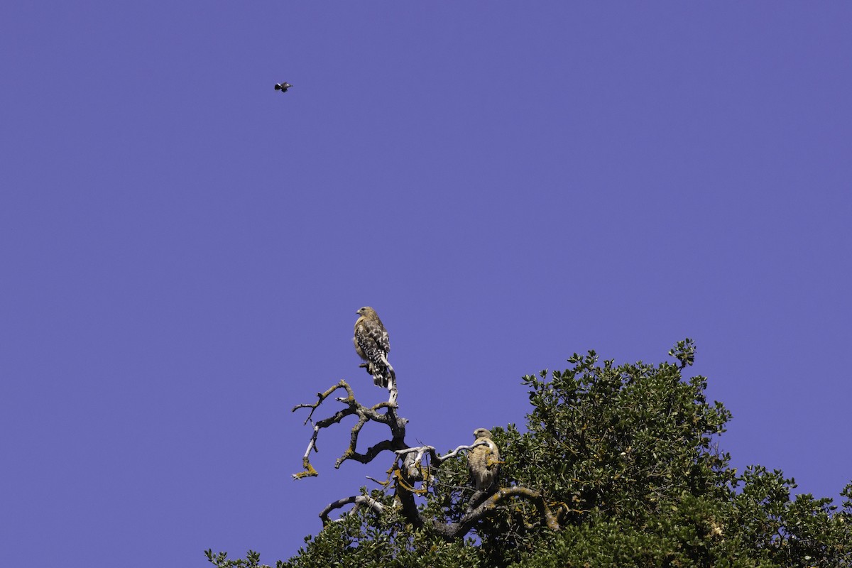 Red-shouldered Hawk - Oksana Selavri