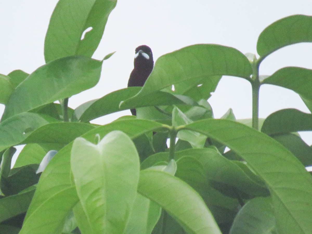 Silver-beaked Tanager - Ed Vigezzi