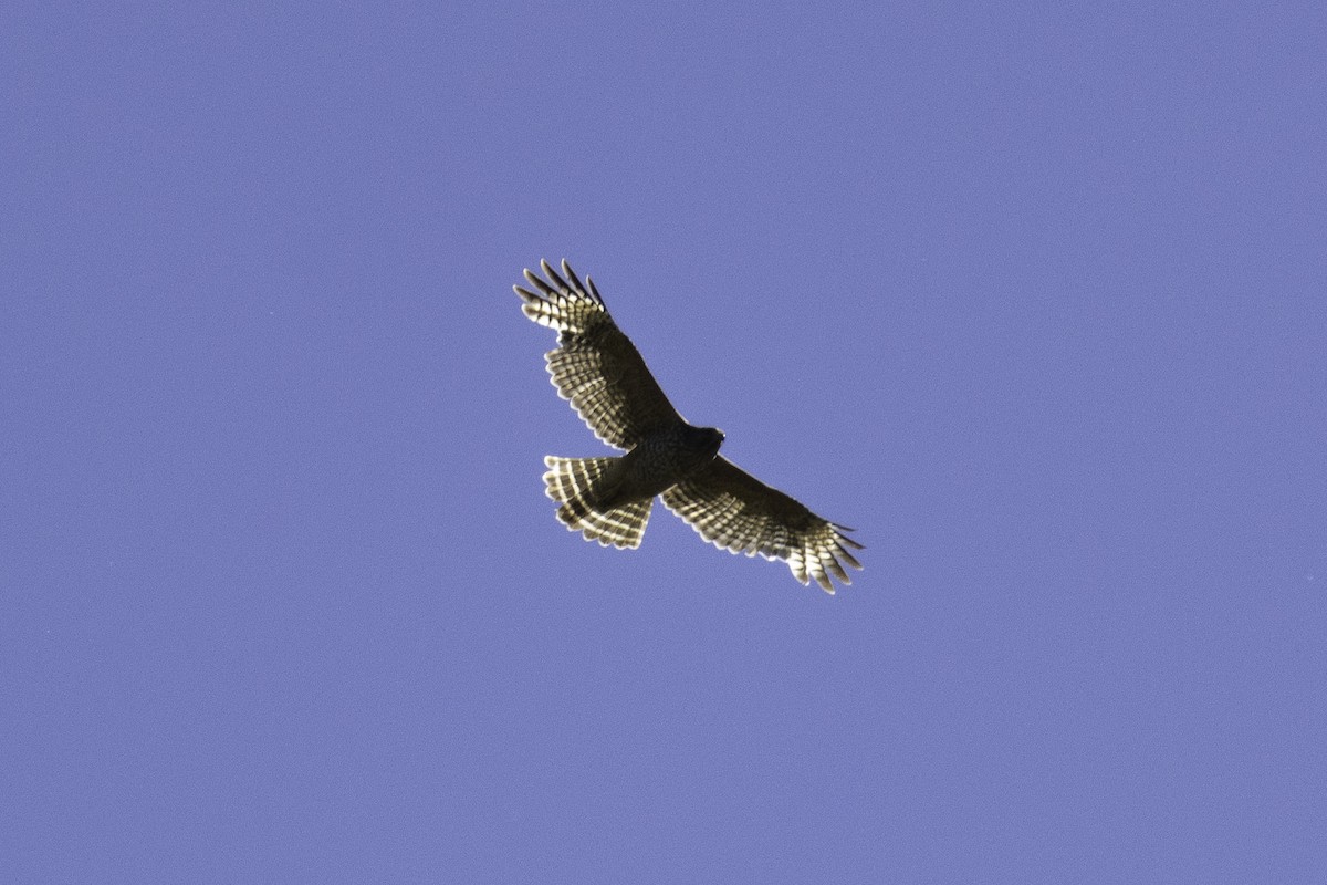 Red-shouldered Hawk - Oksana Selavri