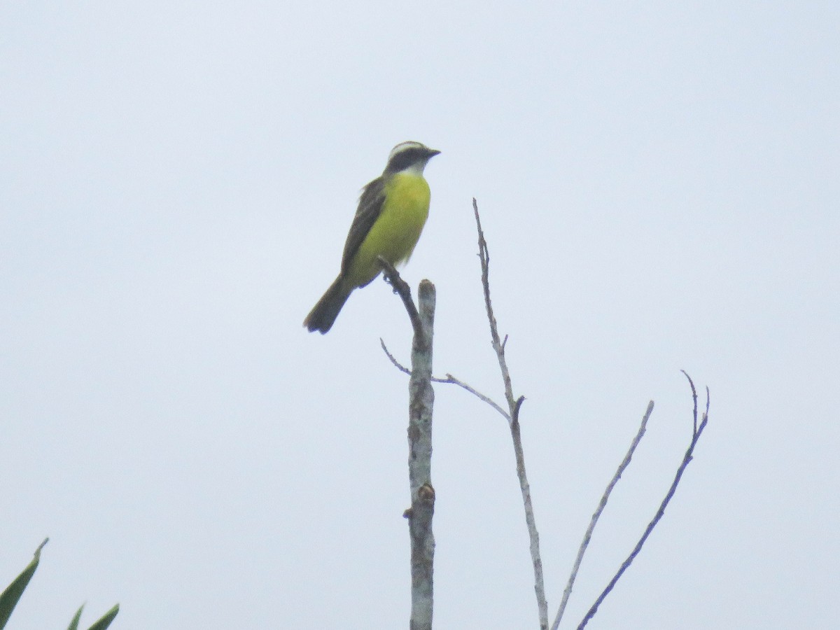 Social Flycatcher - Ed Vigezzi