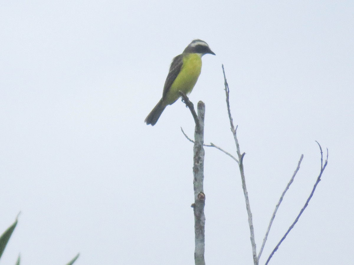 Social Flycatcher - ML619534904