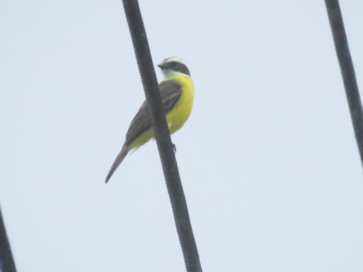 Social Flycatcher - Ed Vigezzi