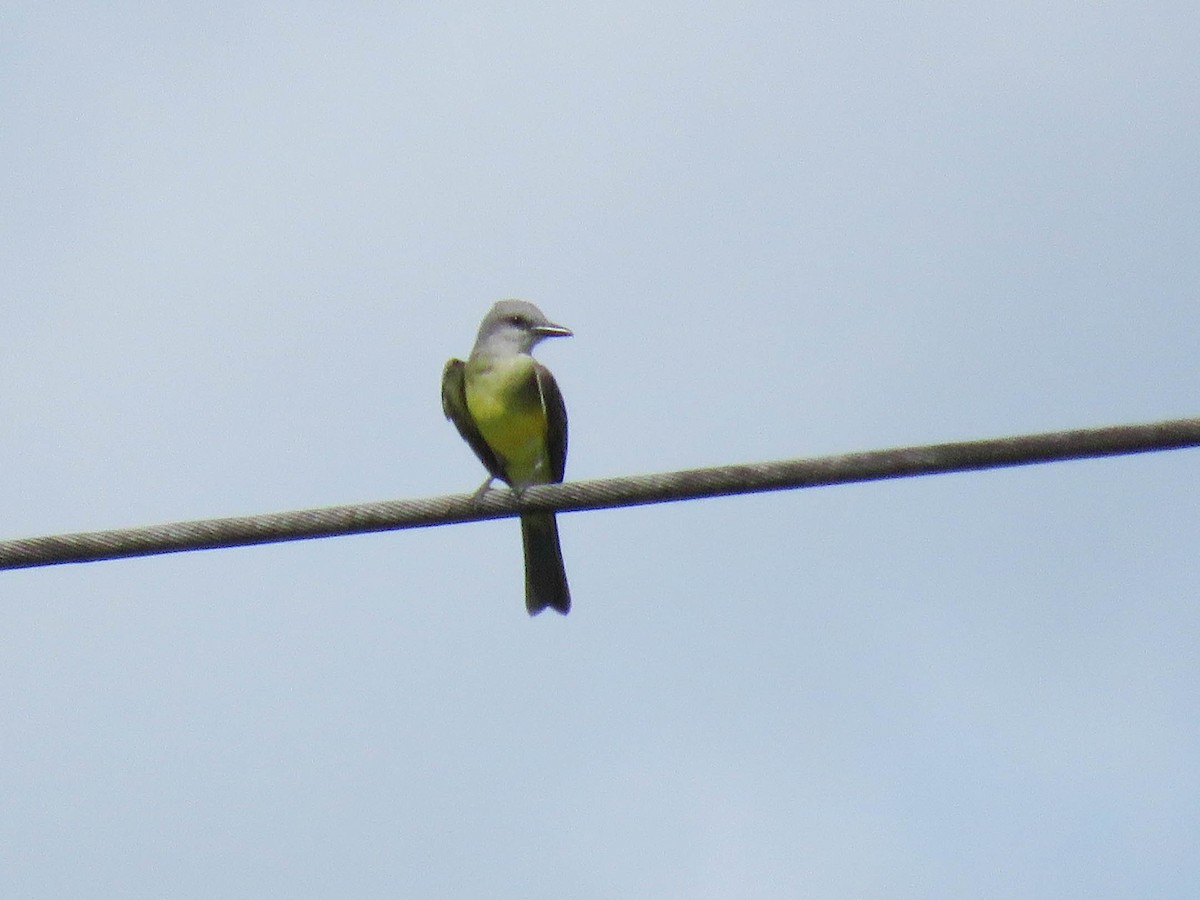 Tropical Kingbird - Ed Vigezzi