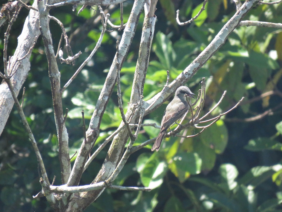 Tropical Kingbird - ML619534915