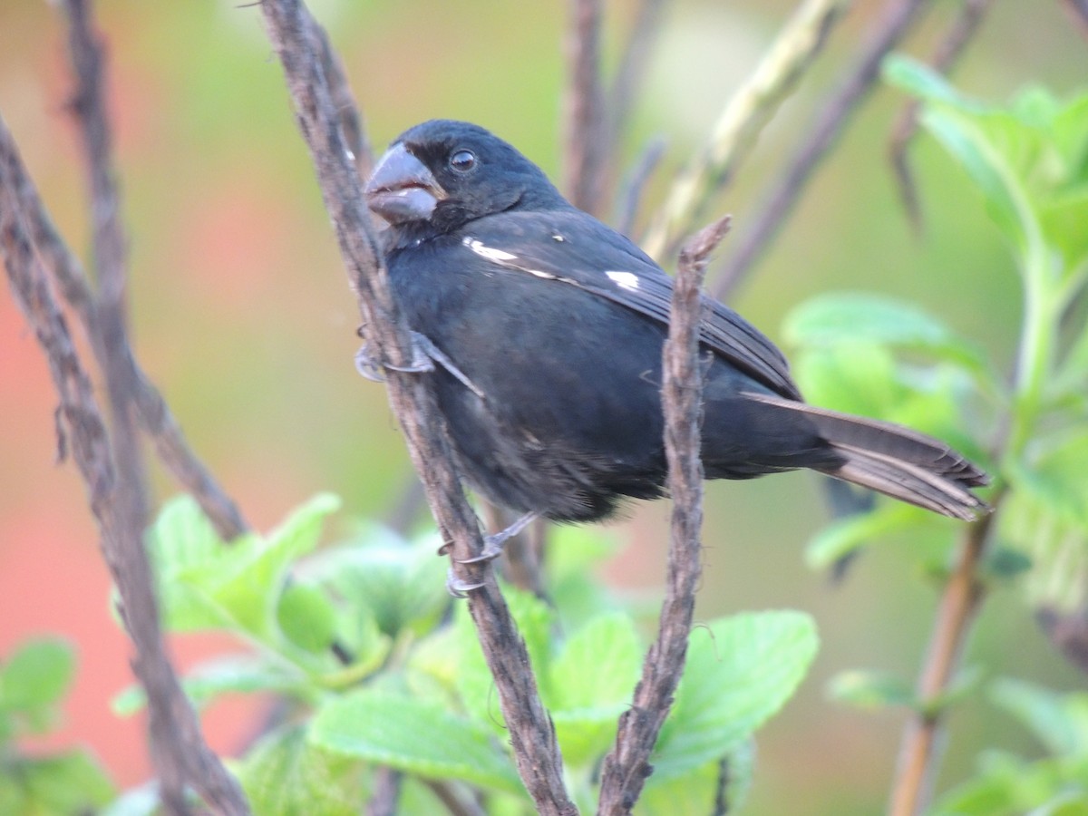 Variable Seedeater - Roger Lambert